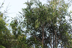 Stenocarpus salignus